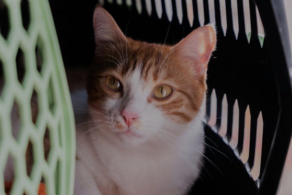 A Complete Guide to Pet Relocation: Cargo Manifest vs Check-in Baggage